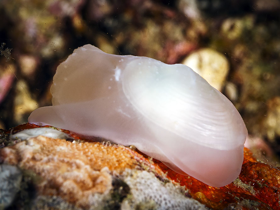 Galeommatidae 01